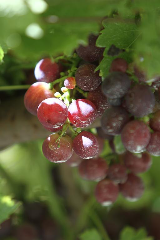 Agriturismo Cascina Mariale Albiano dʼIvrea エクステリア 写真